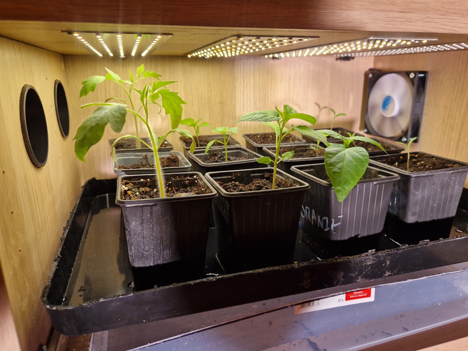 Jonge zaailingen in de Groeidoos