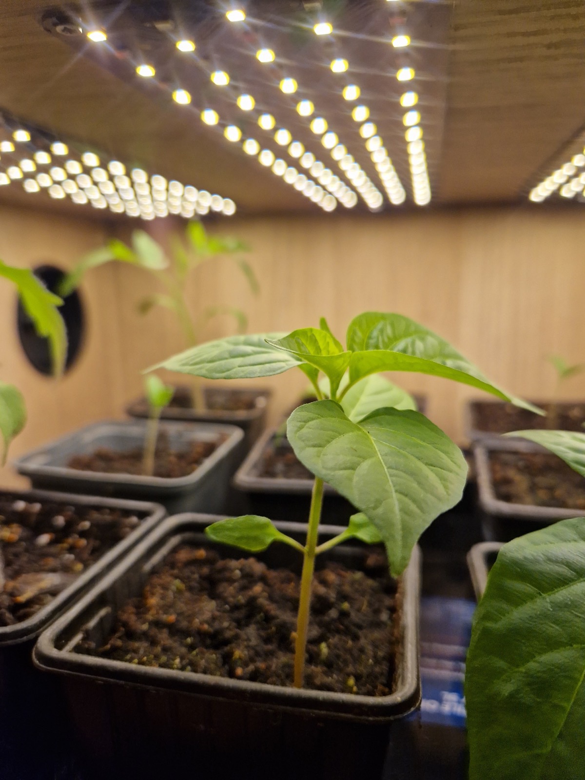 Close-up van een jonge zaailing in de verlichte Groeidoos